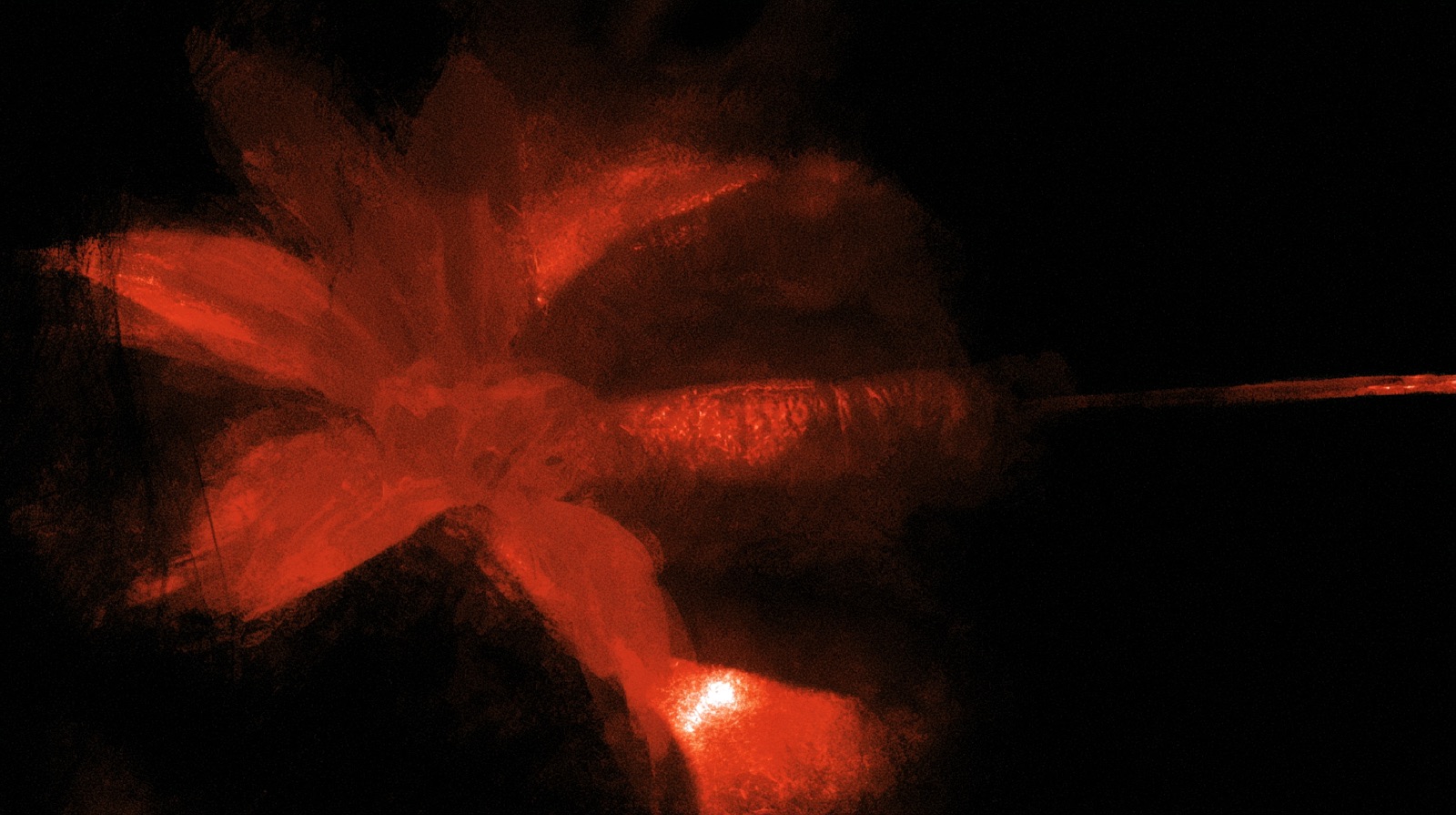 ORGANISM 241
