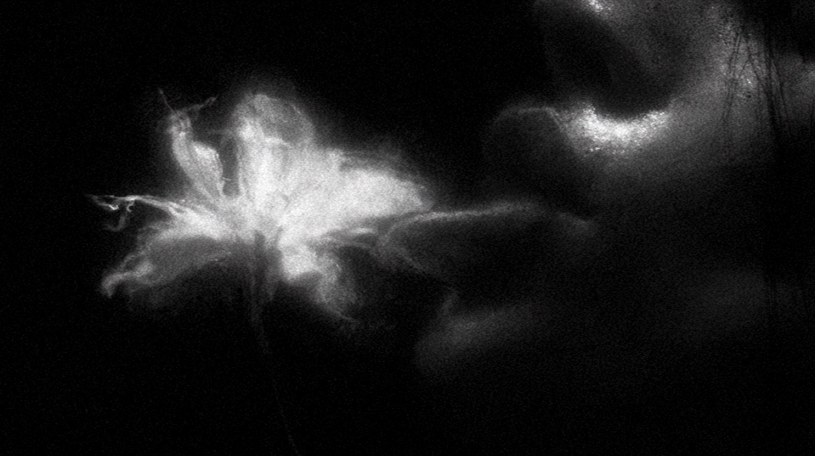 ORGANISM 255