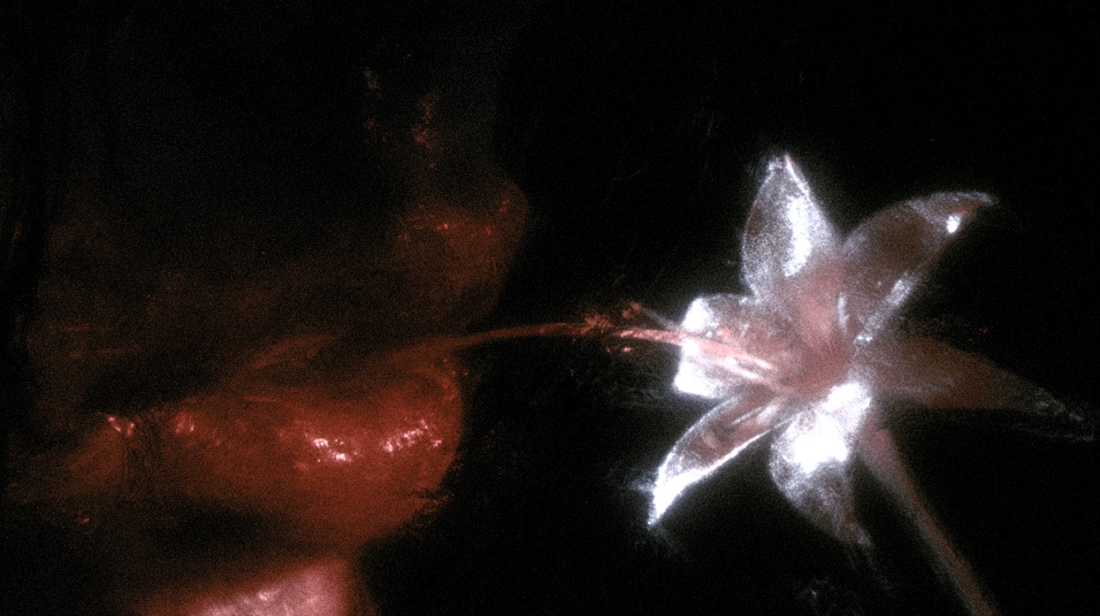 ORGANISM 258